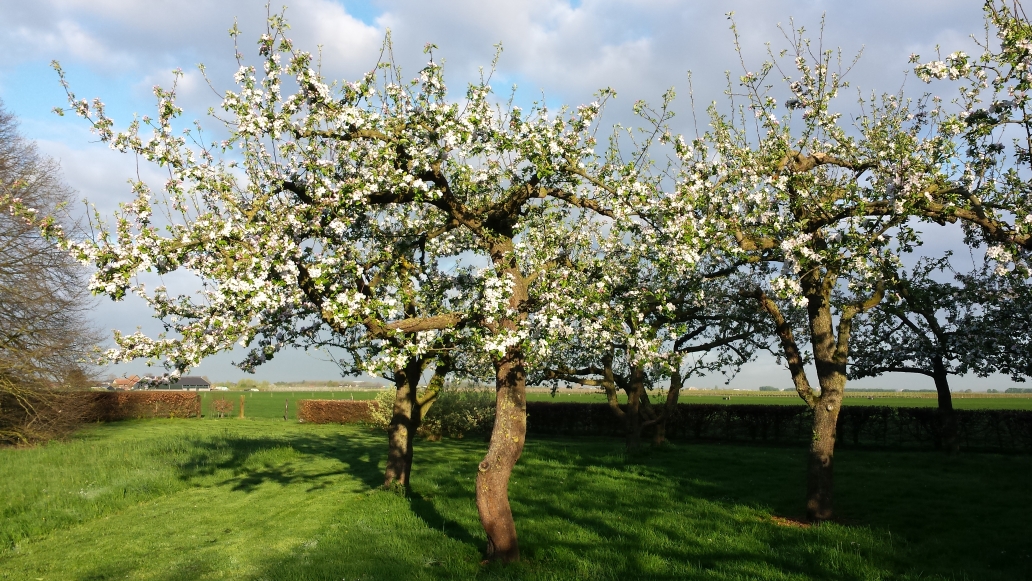 Boogschieten in de boomgaard bij Samaya