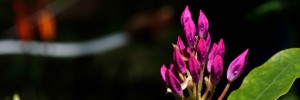 coaching met boogschieten ISVW rhododendron